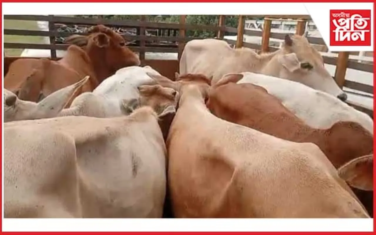 বোকাখাতৰ কুৰুৱাবাহীত গৰু চোৰ 