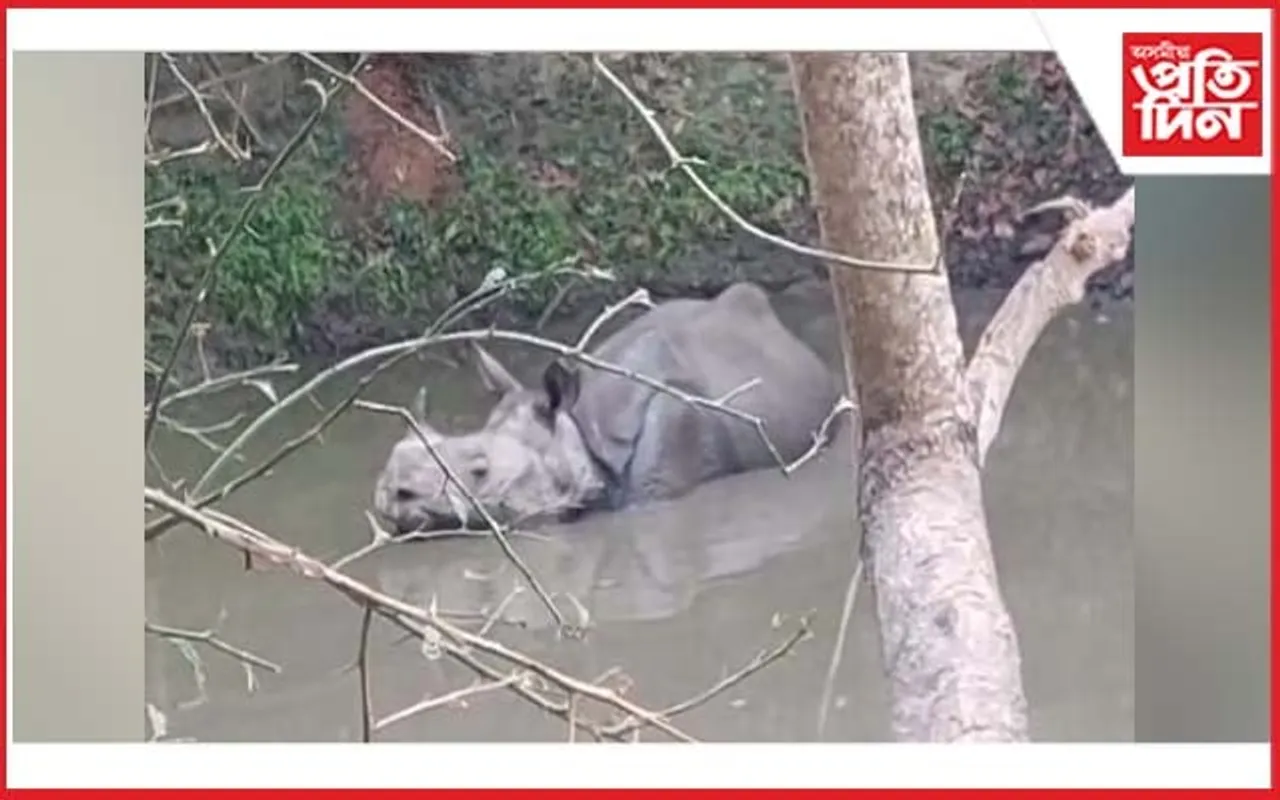 গহপুৰৰ ডিপৰাত গঁড়ৰ মুক্ত বিচৰণ