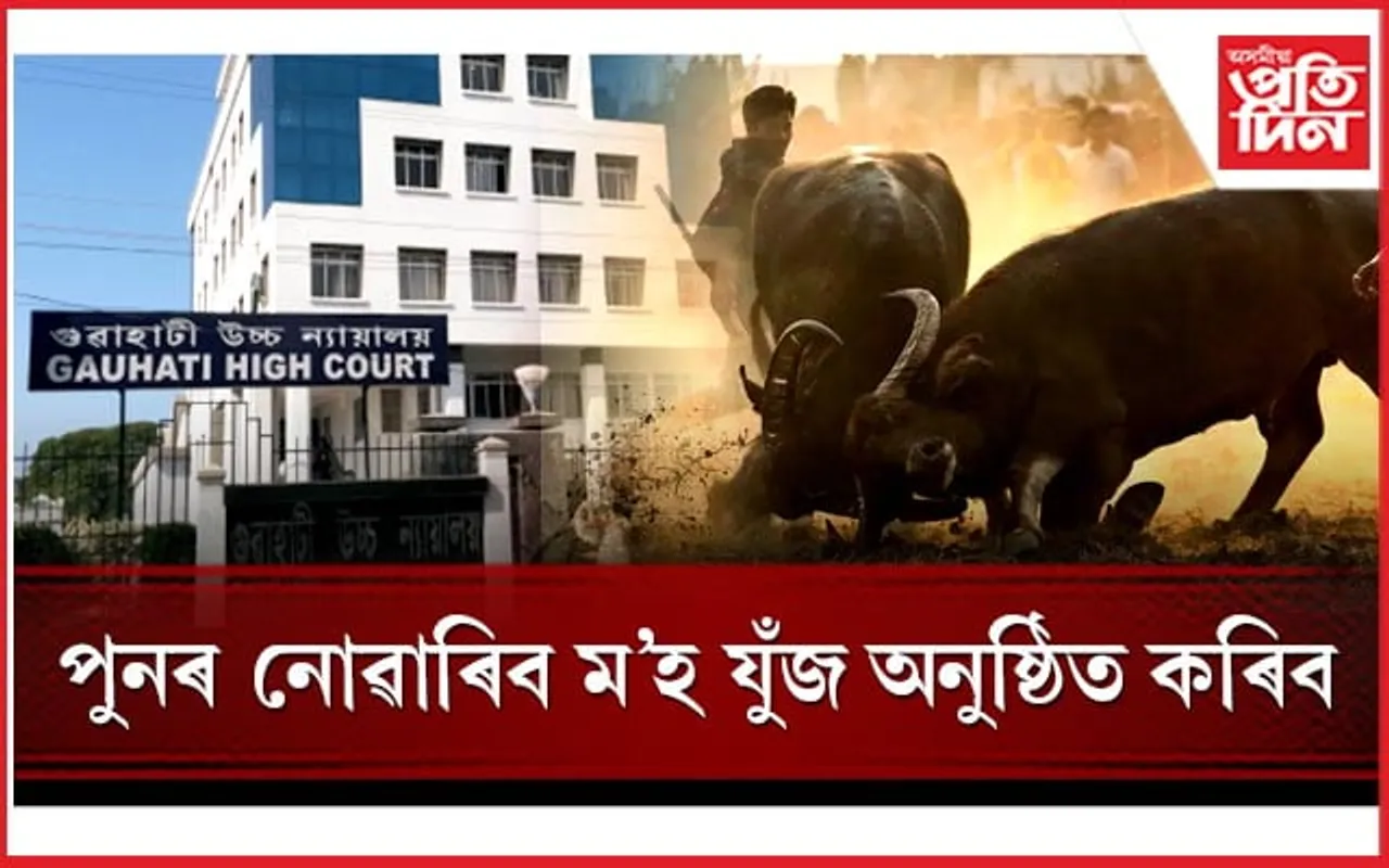 গুৱাহাটী উচ্চ ন্যায়ালয়ৰ কাঢ়া নিৰ্দেশ! অনুষ্ঠিত কৰিব নোৱাৰিব ম'হ যুঁজ