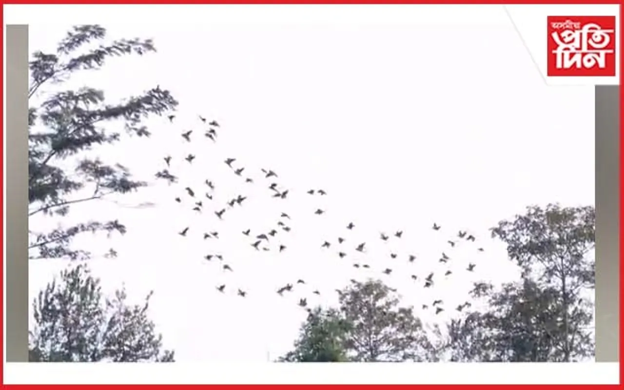জামুগুৰিহাটত দুষ্প্ৰাপ্য এজাক ভাটৌ চৰাইৰ নান্দনিক দৃশ্য