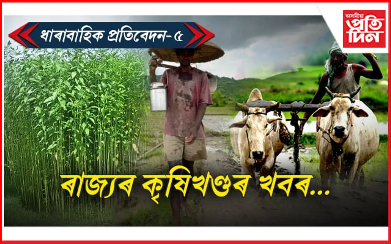 লাভজনক মৰাপাটৰ খেতি কৰিও বিপদত পৰিছে ৰাজ্যৰ কৃষক