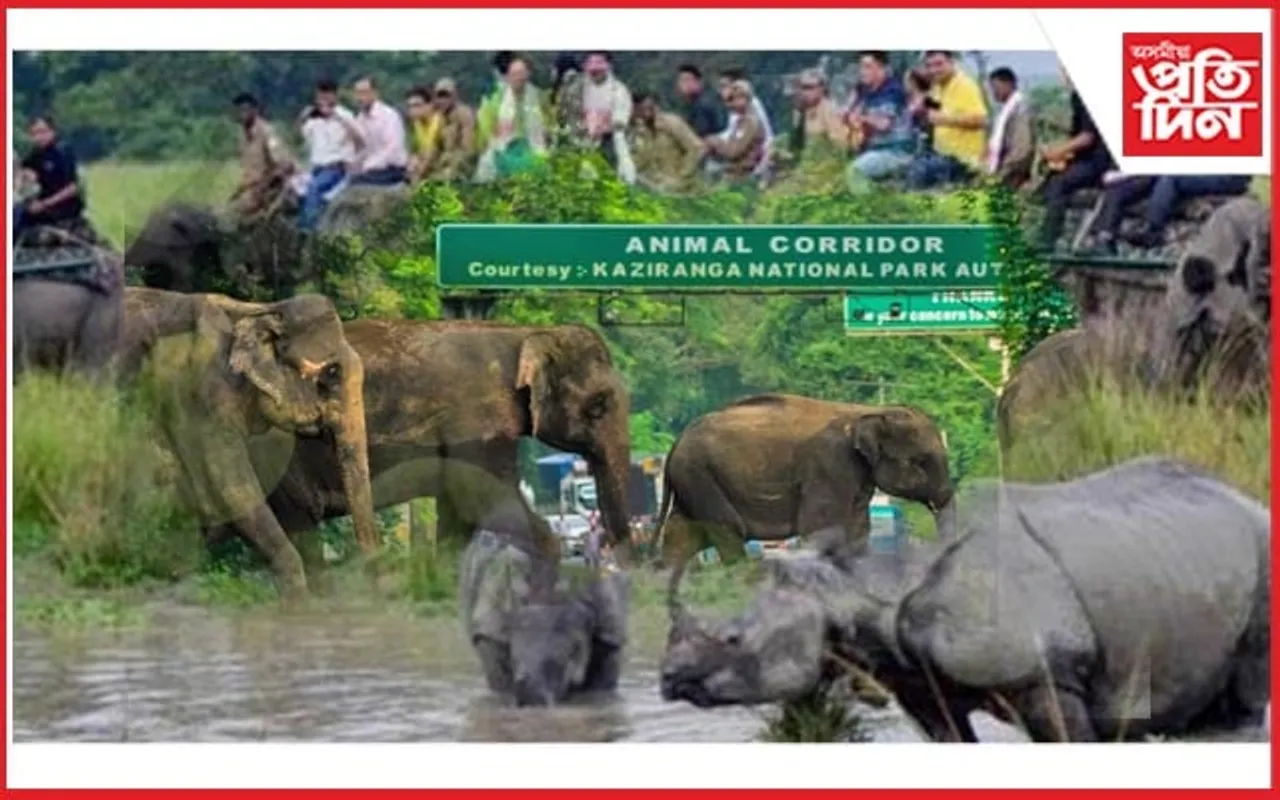নিষ্ক্ৰিয় হৈ আছে কাজিৰঙাৰ এনিমেল কৰিডৰৰ চেন্সৰ কেমেৰা