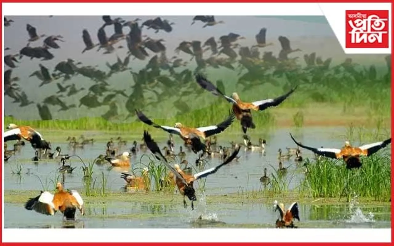 লাওখোৱা অভয়াৰণ্যত চোৰাং চিকাৰীৰ উপদ্ৰপ