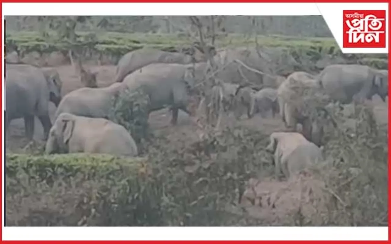 শান্ত হাতী হৈ পৰিছে অশান্ত : লেটেকোজন চাহ বাগিচাৰ উদণ্ড যুৱকৰ অতপালি