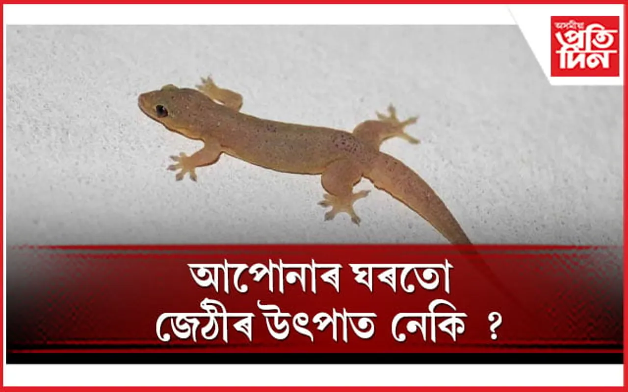এই ঘৰুৱা প্ৰতিকাৰৰে দূৰ কৰক জেঠীৰ সন্ত্ৰাস
