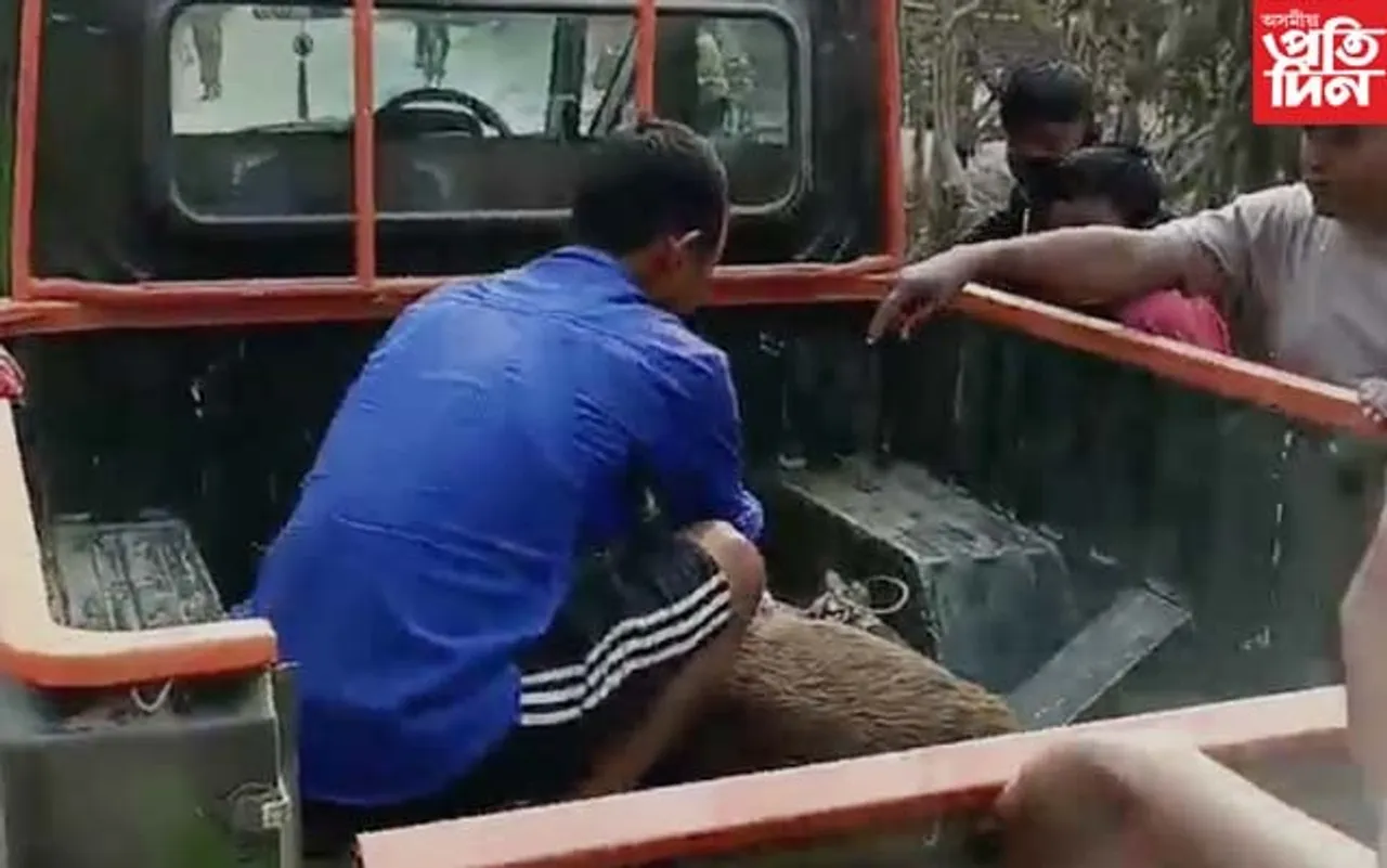 জামুগুৰিহাটৰ খলিহামাৰিত সুগৰী পহু উদ্বাৰ...