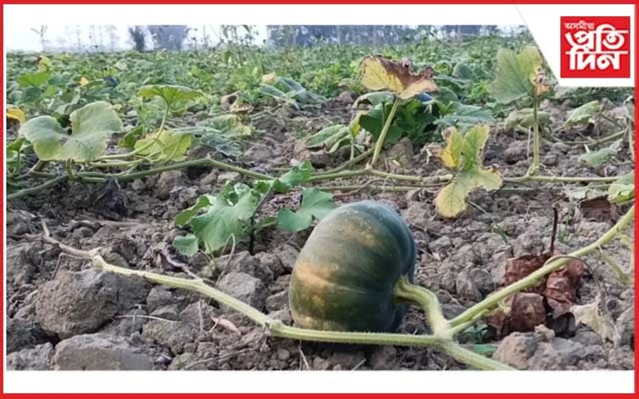 বোকাখাতত কৃষি মন্ত্ৰী অতুল বৰাৰ "ছয় কোটি টকাৰ ৰঙালাওৰ জয়ঢোল" আৰু ৰবি শস্যৰ প্ৰকৃত ছবিখন...