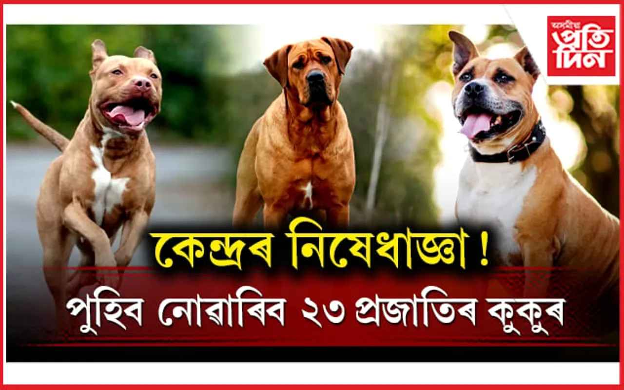 ঘৰত কুকুৰ ৰখাৰ আগতে পঢ়ক এই খবৰ: কেন্দ্ৰই নিষিদ্ধ কৰিলে ২৩ প্ৰজাতিৰ কুকুৰ...