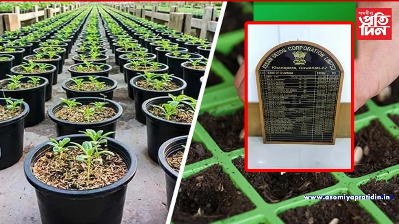 বাৰিষা সন্মুখত লৈ ৰবি শস্যৰ বীজ যোগানৰ নামত বীজ নিগমত পুনৰ ভয়ংকৰ কেলেংকাৰীৰ ব্লু প্ৰিন্ট