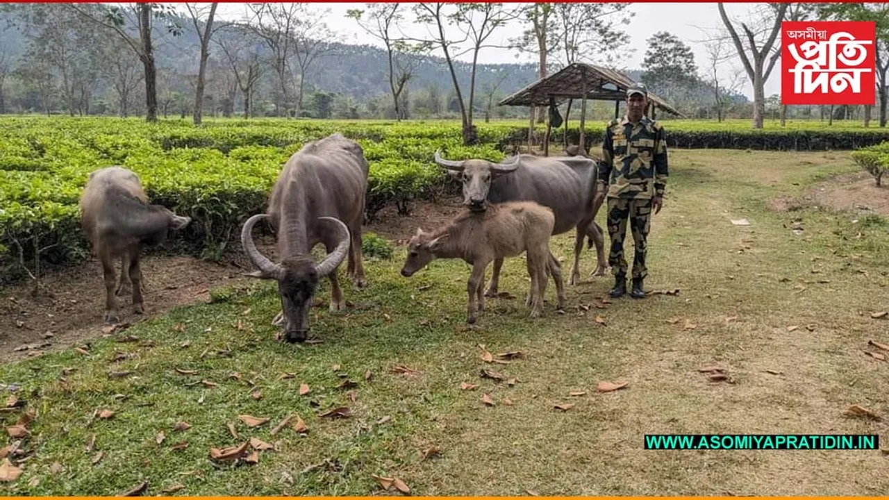 বিএছএফৰ অভিযানত কাছাৰত ৬ টা চোৰাং ম'হ জব্দ