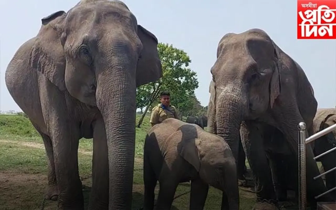 কাজিৰঙাত ৩০ টা হাতীৰ লগত ব্যস্ত হৈ পৰিছে পশু চিকিৎসকৰ লগতে মাউত আৰু ঘাচী 