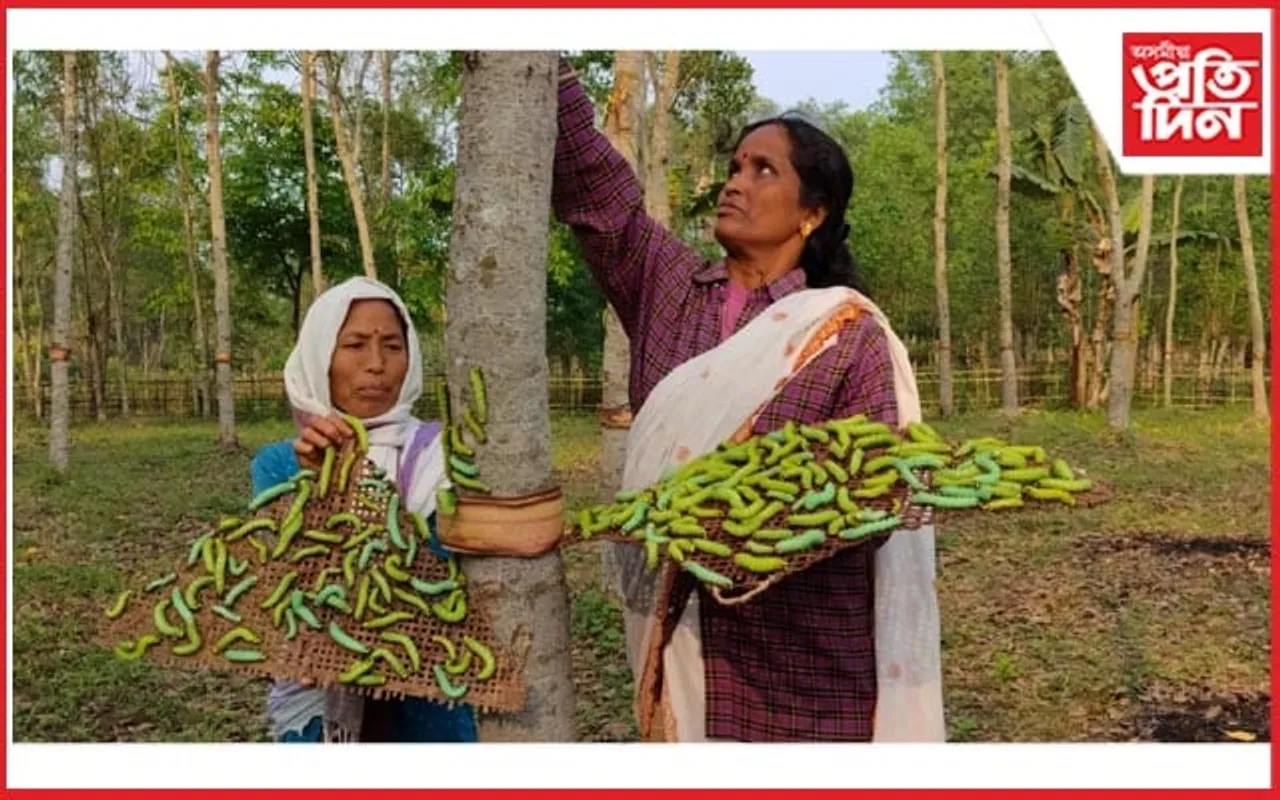 প্ৰত্যাহ্বান নেওচি মুগা শিল্পই ঢকুৱাখনাৰ মুগা পালকৰ মুখলৈ আনিছে প্ৰাপ্তিৰ হাঁহি