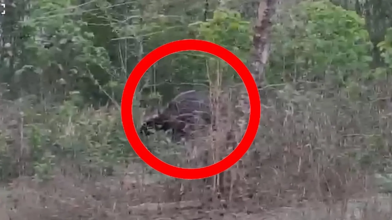 কোকৰাঝাৰত বনৰীয়া মহৰ  আক্ৰমণ, আহত ২