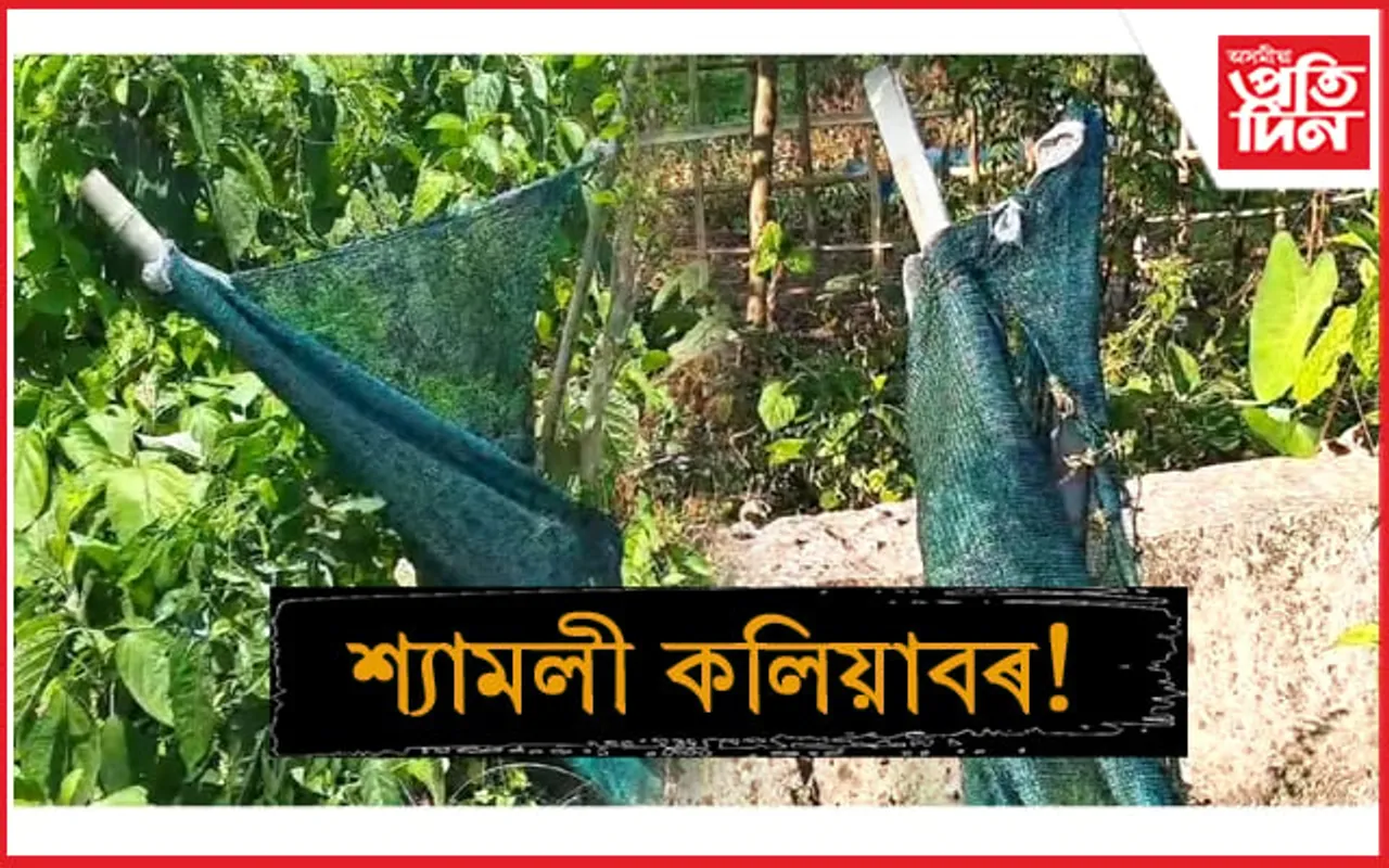 কলিয়াবৰত যৱনিকা পৰিল “শ্যামলী কলিয়াবৰ“ নামৰ নাটকৰ!