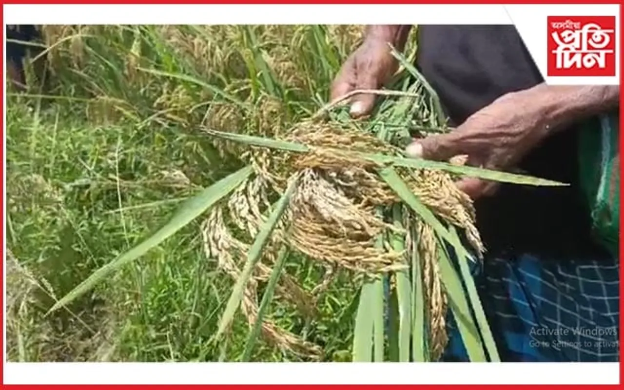 বিপদত কৃষকঃ ধান নহয় বিশ্বনাথত মোনে মোনে ওলাইছে পতান..