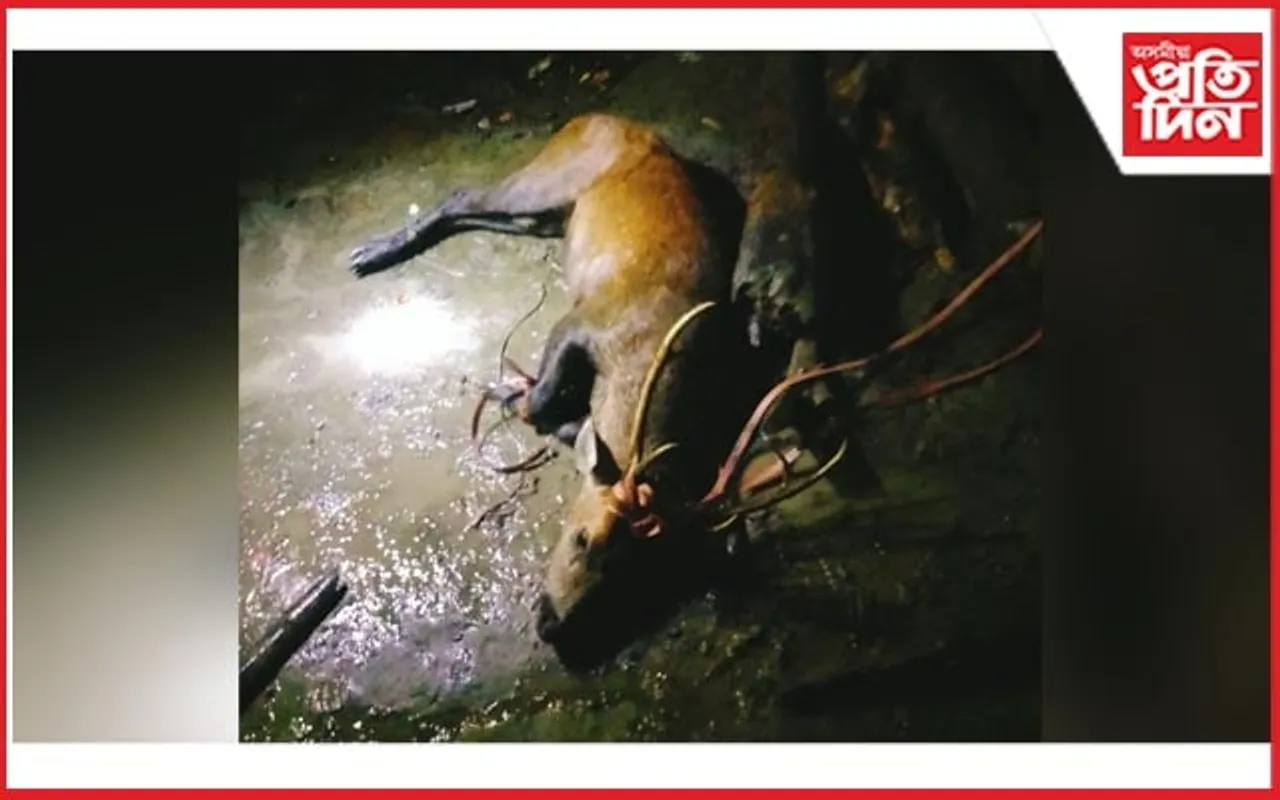 নগাঁৱৰ বৰভেটিত উদ্ধাৰ এটি শৰপহু...