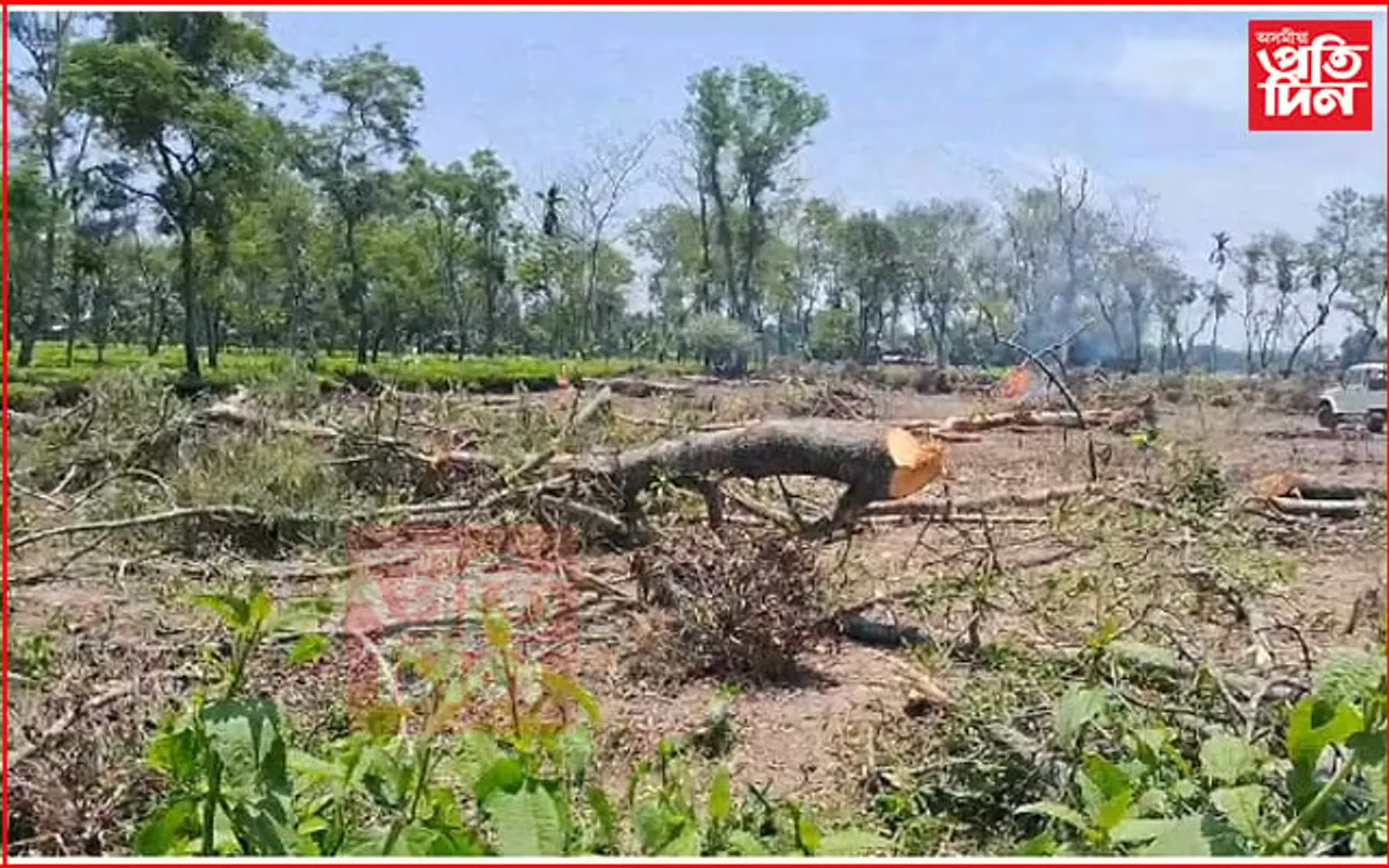 বিহালীত ব্যক্তিগত লাভৰ বাবেই শিমলু গছ কাটি তহিলং চাহ খেতিয়কৰ...