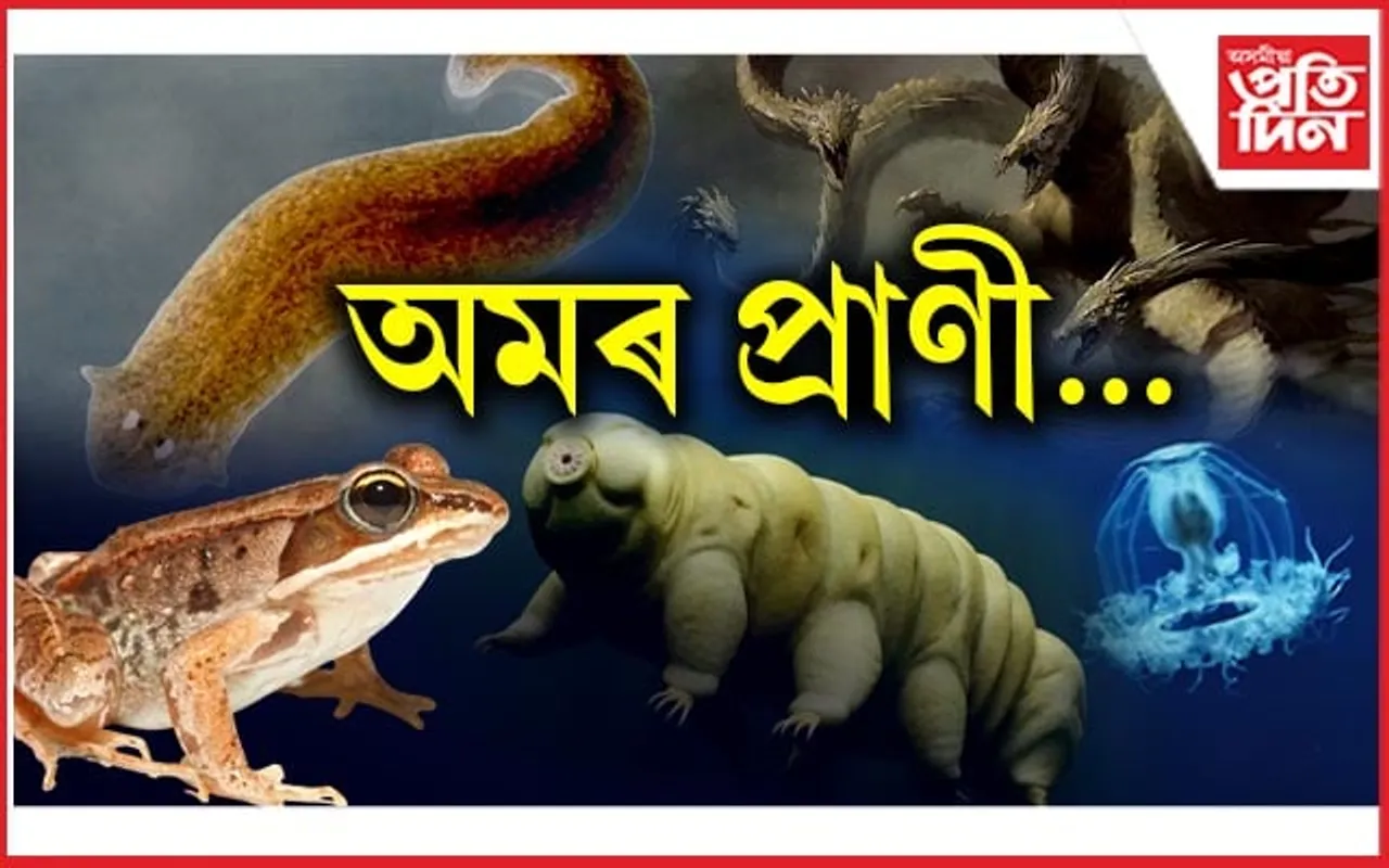 বিশ্বৰ কেইবিধমান অমৰ প্ৰাণীৰ বিষয়ে জানো আহক...