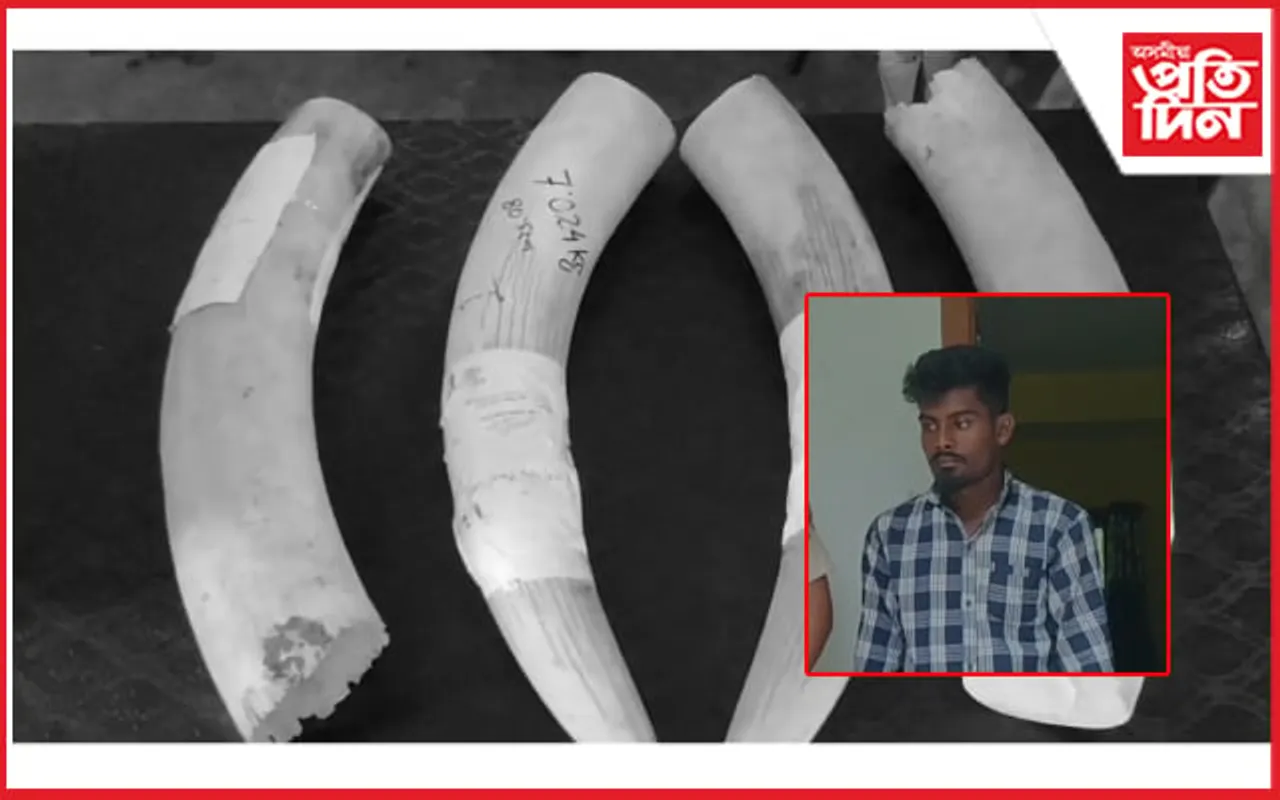 বিহালীত উদ্ধাৰ ২৭ কেজি ওজনৰ দুটা হাতীৰ দাঁত...