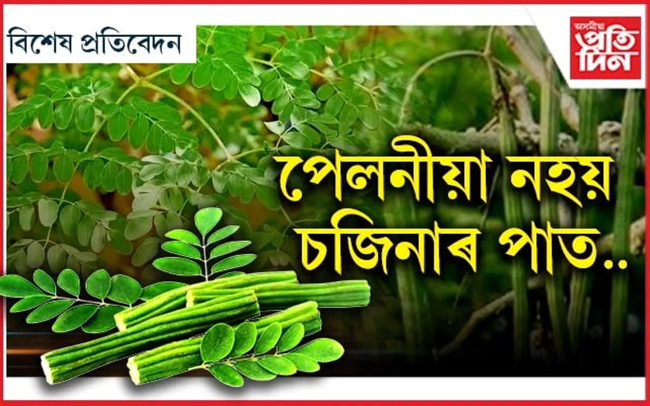 এলাগী নহয় চজিনা পাতঃ মহিলাৰ বাবে মহৌষধ