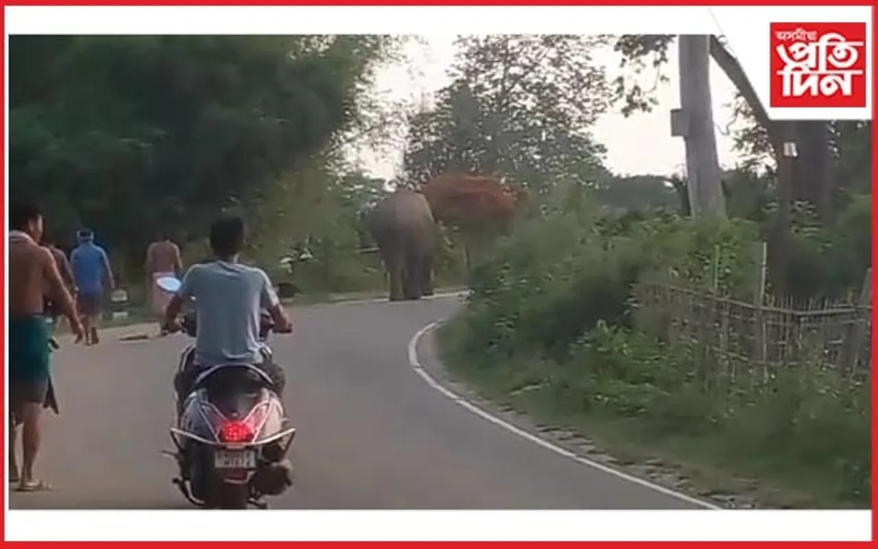 বৈঠালাংছ'ৰ ৰাজপথত বন্যহস্তীৰ খাদ্যৰ সন্ধানত মুক্ত বিচৰণ...