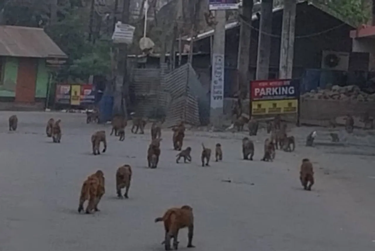 মঙলদৈত বান্দৰৰ সন্ত্ৰাস...