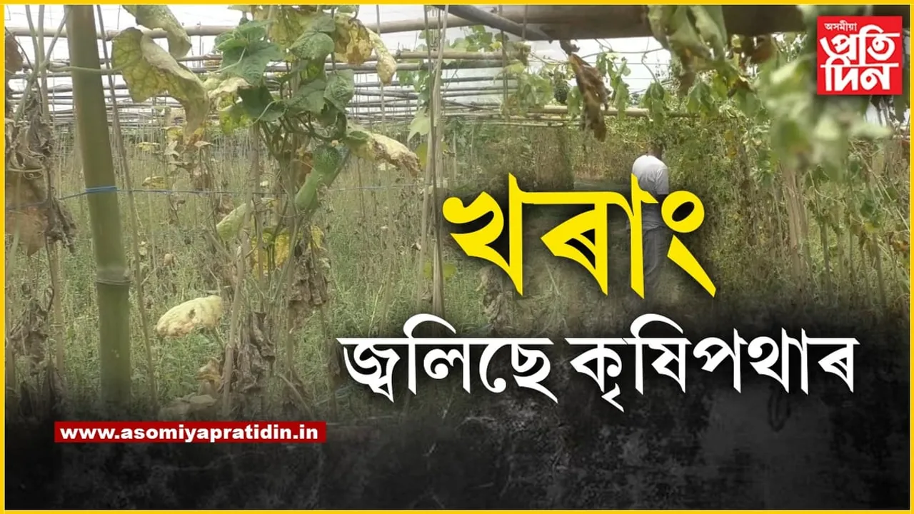 বৰষুণ নাইঃ মানকাচৰত কৃষকৰ হাঁহাকাৰ... 
