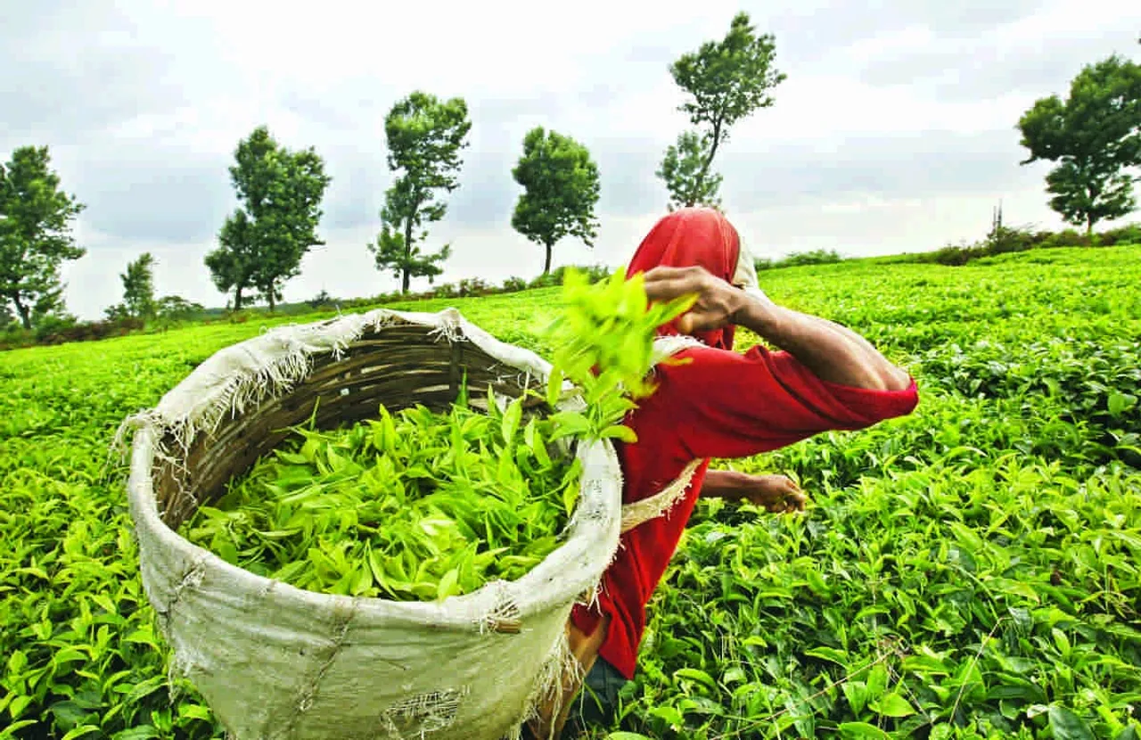 নিলামত পানীৰ দৰত বিক্ৰী হ’ল বটলিফ ফেক্টৰীৰ চাহপাত !