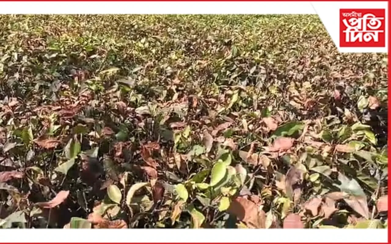অভাবনীয় খৰাং পৰিস্থিতিঃ সংকটত ওৰাং-মাজবাটৰ চাহ উদ্যোগ...