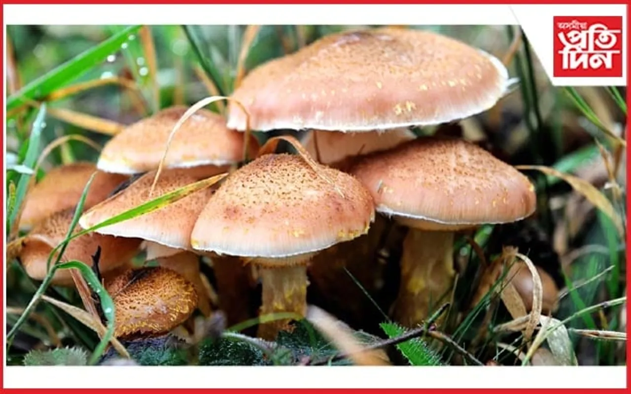 বিষাক্ত কাঠফুলা খায় ৯জন চিকিৎসাধীন...