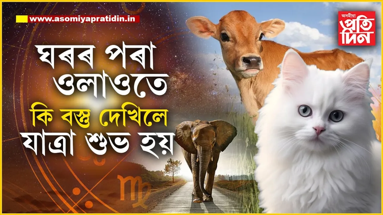 বগা মেকুৰী, গৰু পোৱালী আৰু হাতীঃ কি কি বস্তু দেখিলে আপোনাৰ যাত্ৰা শুভ হয়, জানেনে?