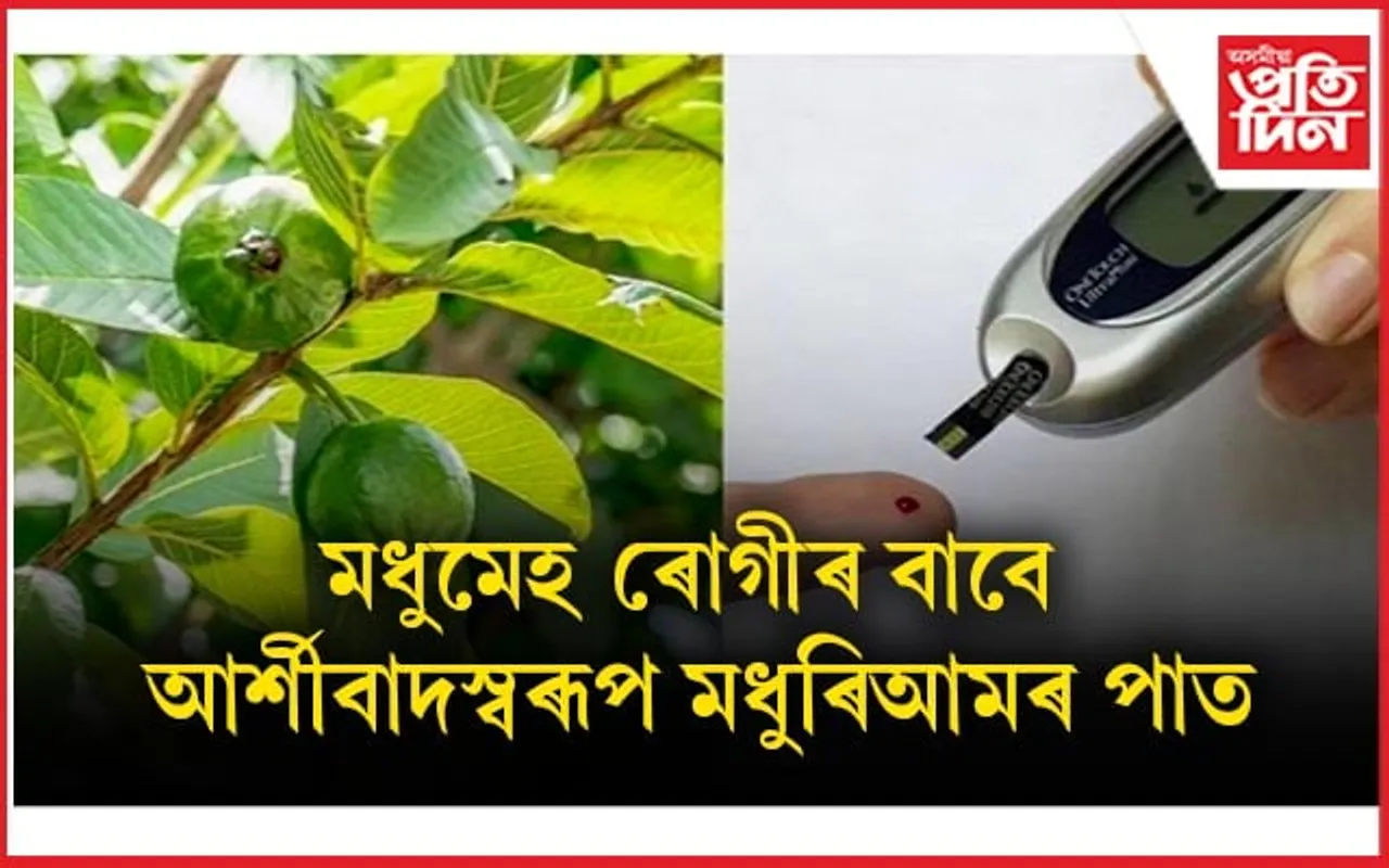 মধুৰিআমৰ দৰেই ইয়াৰ পাতকেইটাও খুবেই গুণসম্পন্ন