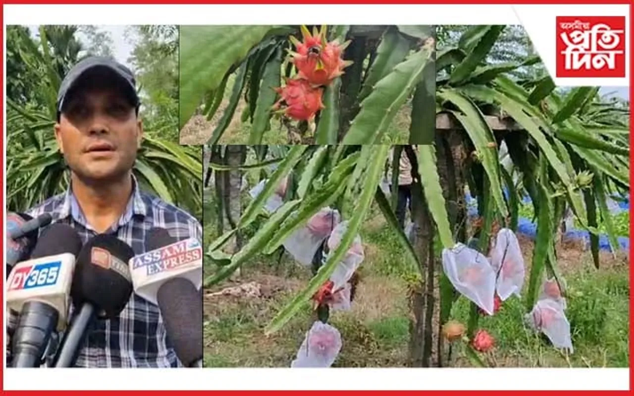 জামুগুৰিহাটত কৃষি বিপ্লৱঃ ড্ৰেগন ফলৰ খেতিৰে বছৰি লাখত উপাৰ্জন যুৱ কৃষকৰ