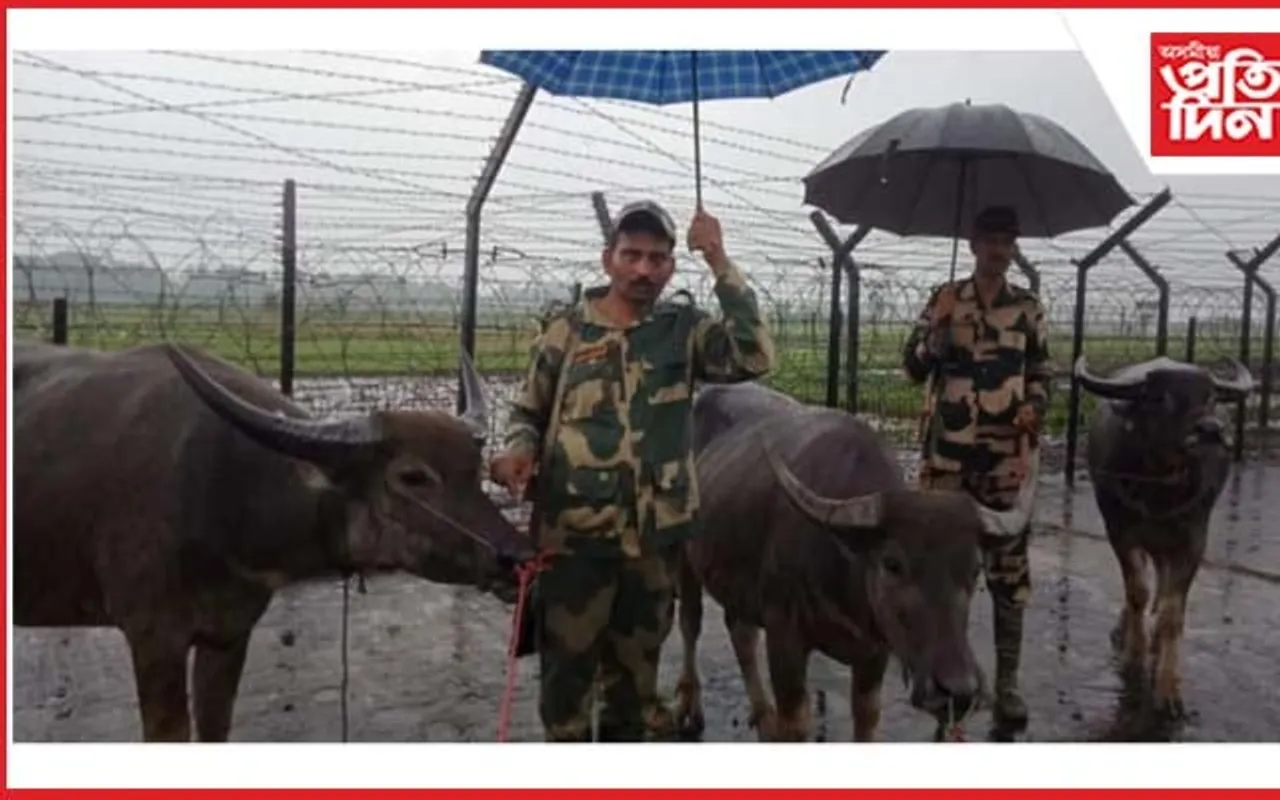কাছাৰত ৮ টা চোৰাং ম'হ জব্দ