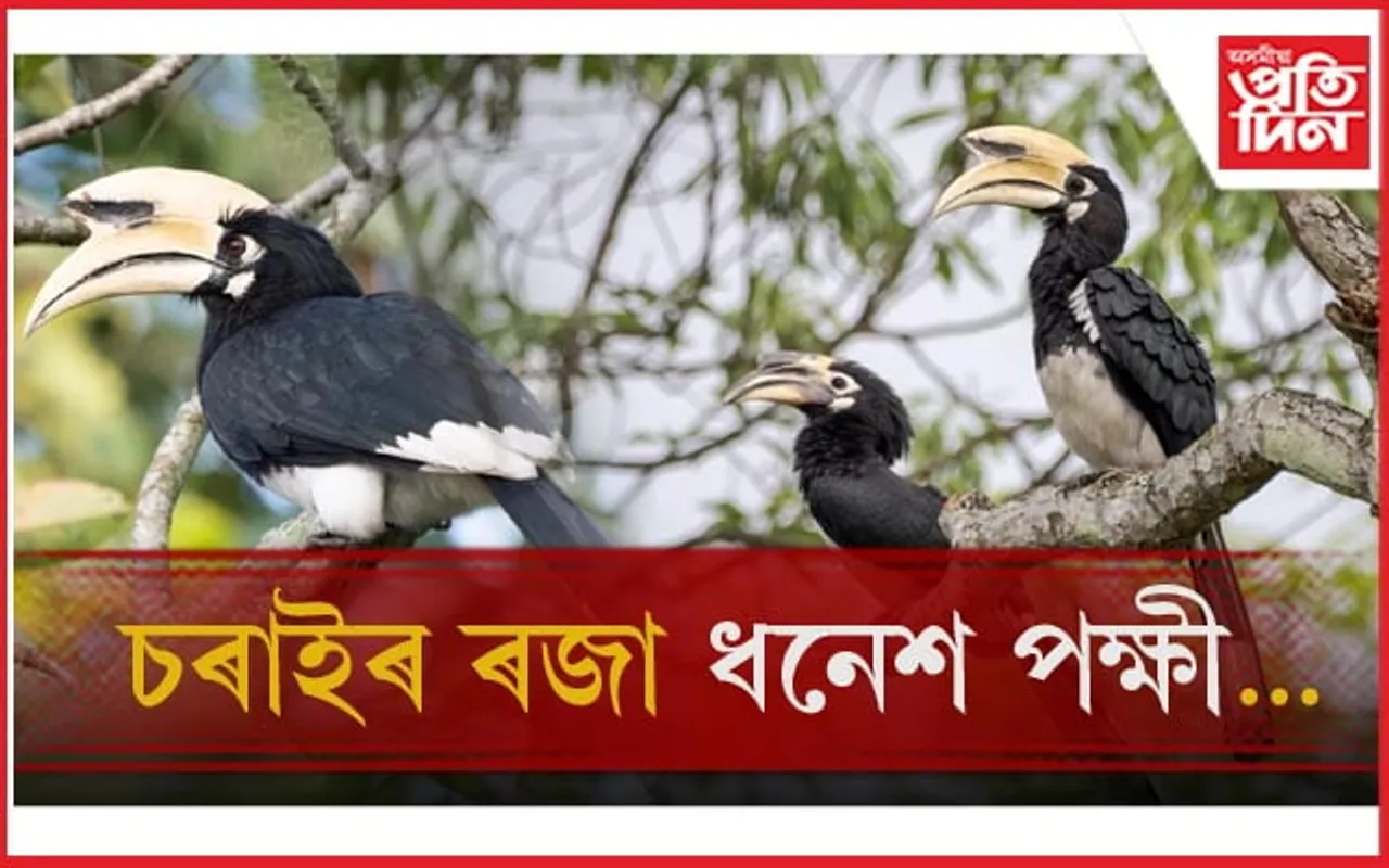 চৰাইদেউ চলা সংৰক্ষিত বনাঞ্চলত আকৰ্ষণৰ কেন্দ্ৰবিন্দু হৈ পৰিছে ধনেশ পক্ষী...