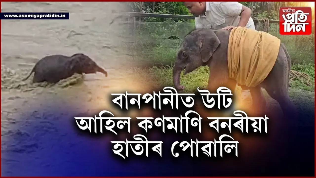 চিৰাঙত আই নৈৰ বানপানীত উটি আহিল কণমানি বনৰীয়া হাতী...