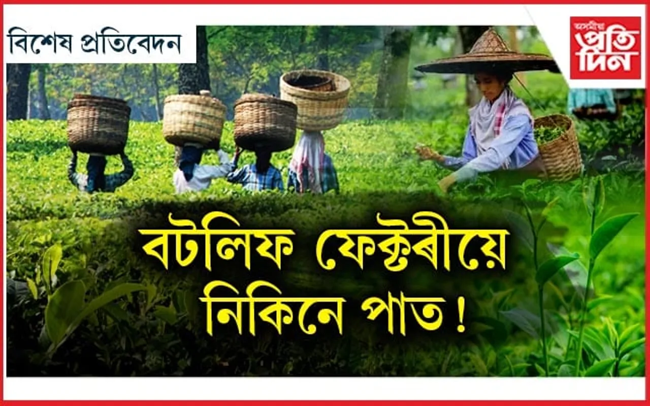 ক্ষুদ্ৰ চাহ খেতিয়কৰ মৰ্ম বেদনা কেতিয়া বুজিব ৰাজ্য চৰকাৰে ?