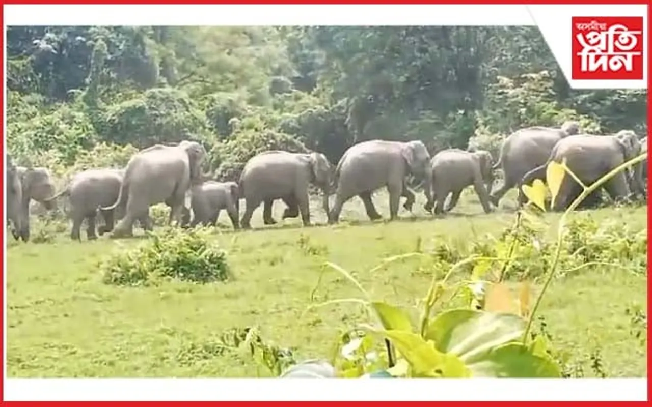 শান্তিপুৰ নিজলাগুৰীত বনৰীয়া হাতীৰ জাকে আতংকিত কৰিছে ৰাইজক