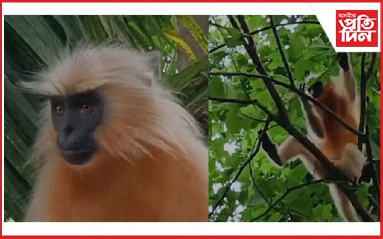 কোকৰাঝাৰৰ জনাঞ্চললৈ ওলাই আহিছে দুষ্পাপ্য সোণালী বান্দৰ
