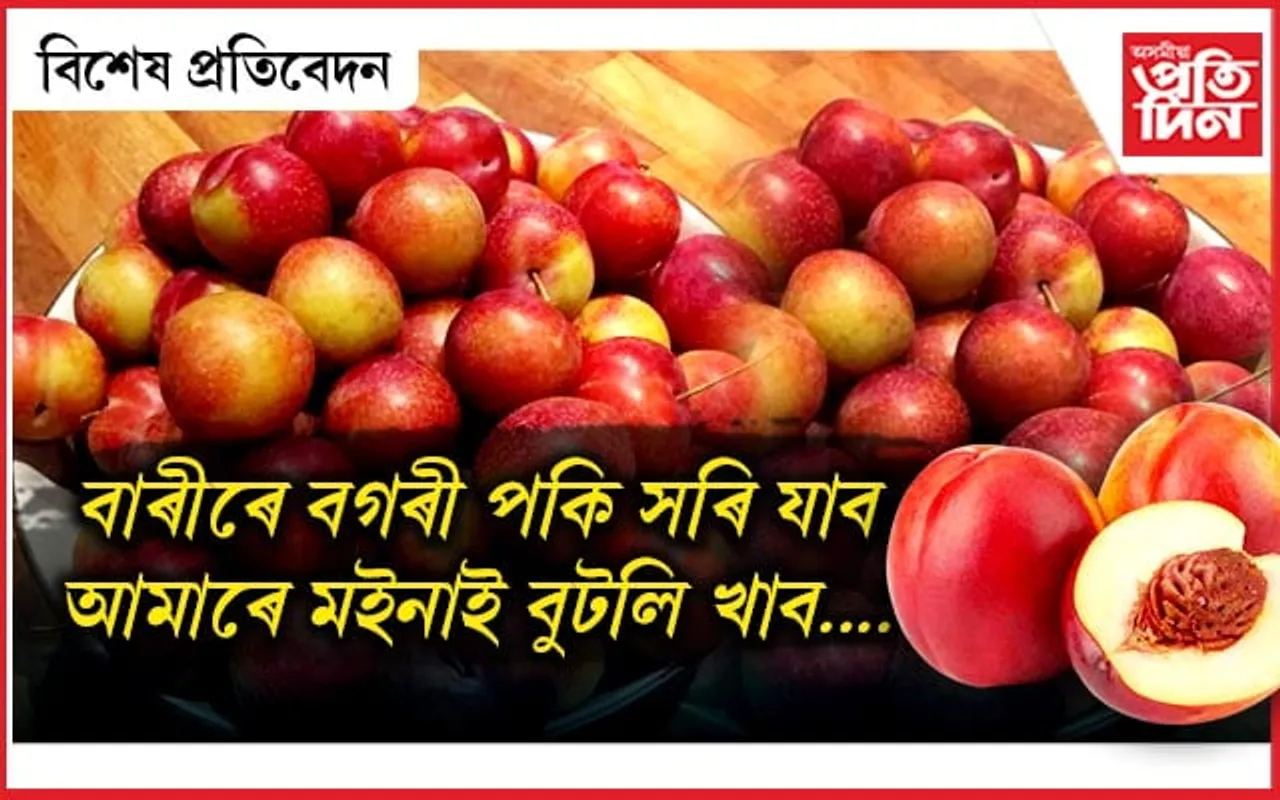 আমাৰে মইনা শুব এ, 
বাৰীতে বগৰী ৰুব এ....
