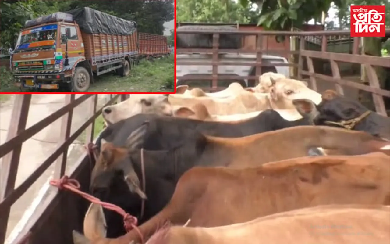 শাসকীয় দলৰ একাংশ নেতাৰ ছত্ৰছায়াত নেলীত গৰু ছিণ্ডিকেটঃ ৩৩ টা চোৰাং গৰু উদ্ধাৰ