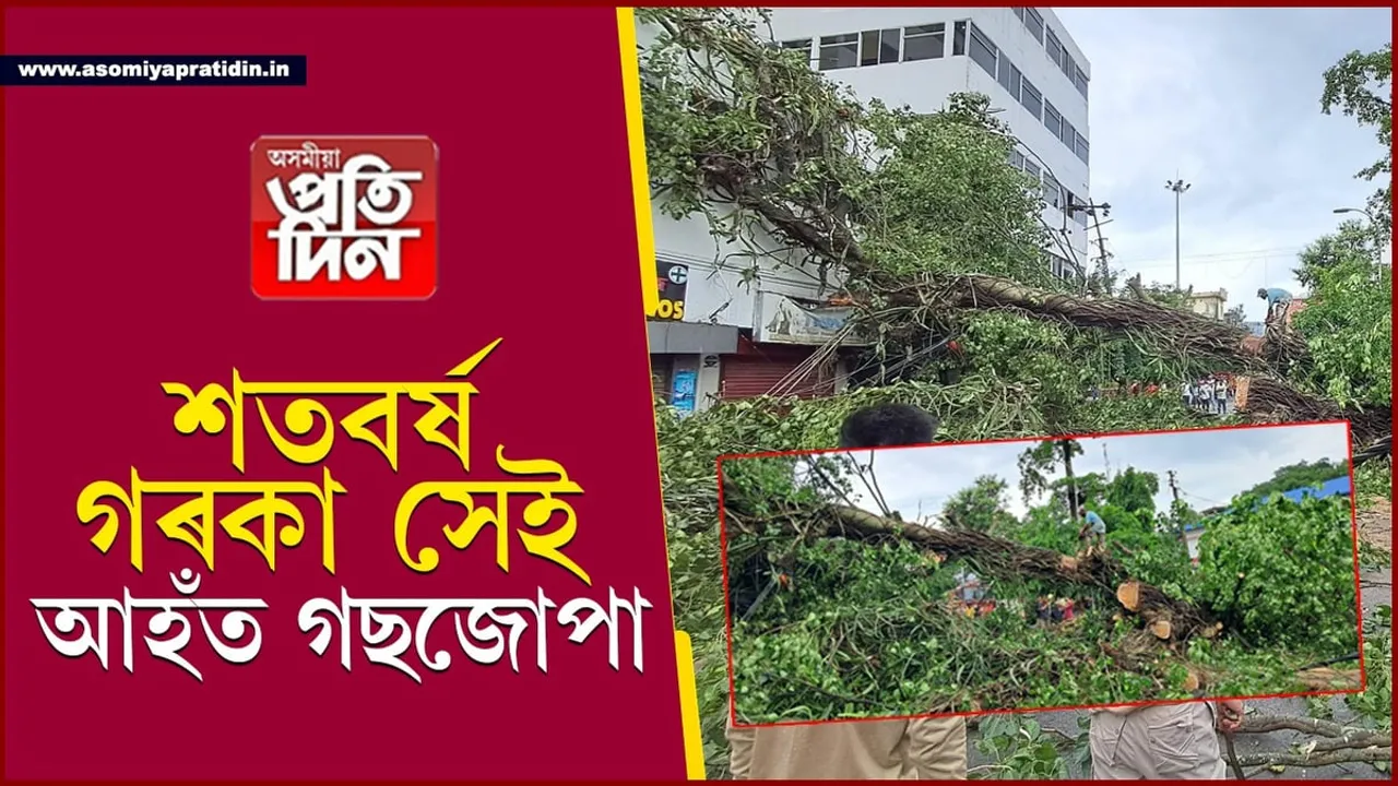 তেজপুৰ চহৰৰ বহু ইতিহাসৰ সাক্ষী সেই আহঁত গছজোপা আৰু নাই...