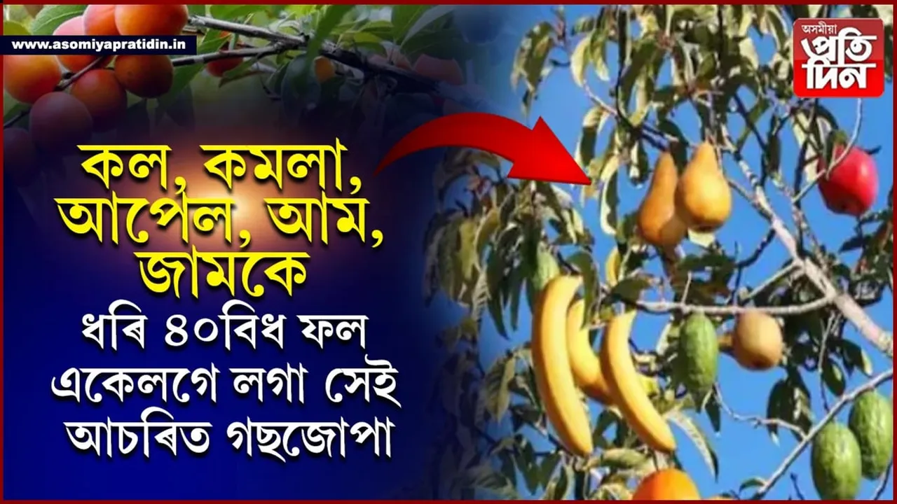 আম,জাম, কল, কমলাঃ একেলগে ৪০বিধ ফল লগা গছ দেখিছানে কেতিয়াবা...
