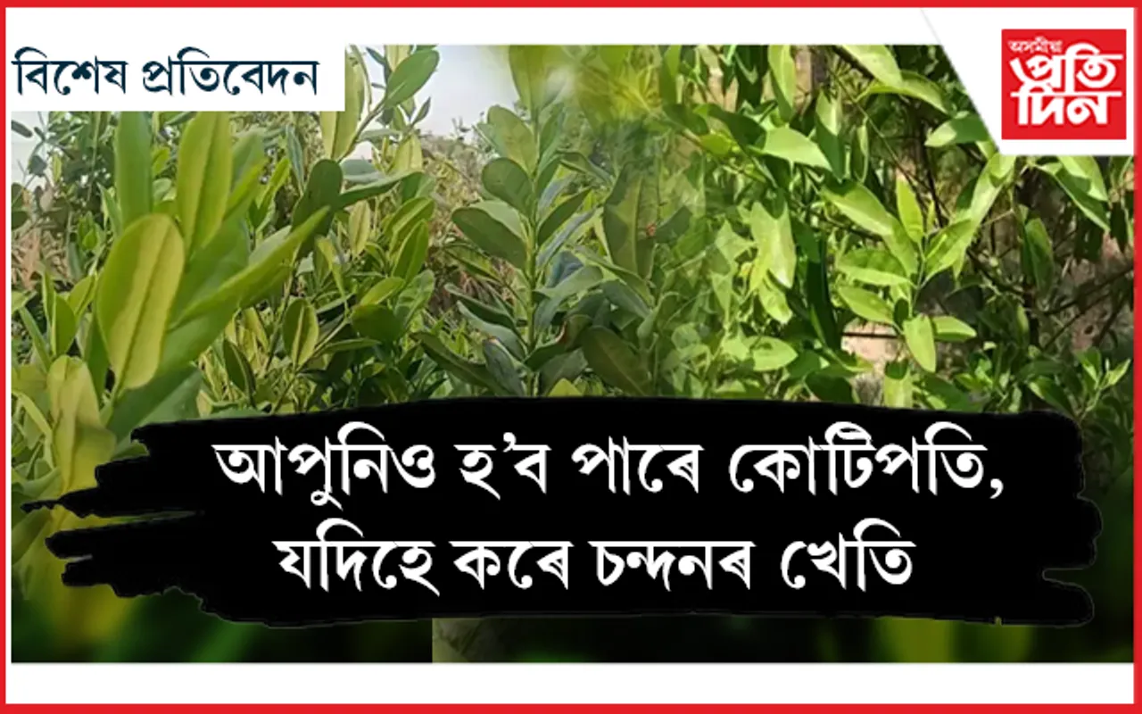 বগা চন্দন কেৱল কপালৰ ফোটৰ বাবে নহয় : আন্তৰ্জাতিক চাহিদা থকা বগা চন্দনে দিব পাৰে কোটি টকা