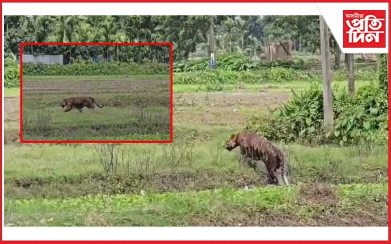 বান বিভীষিকাৰ মাজতে ৰাজ্যত বাঘৰ আতংক...