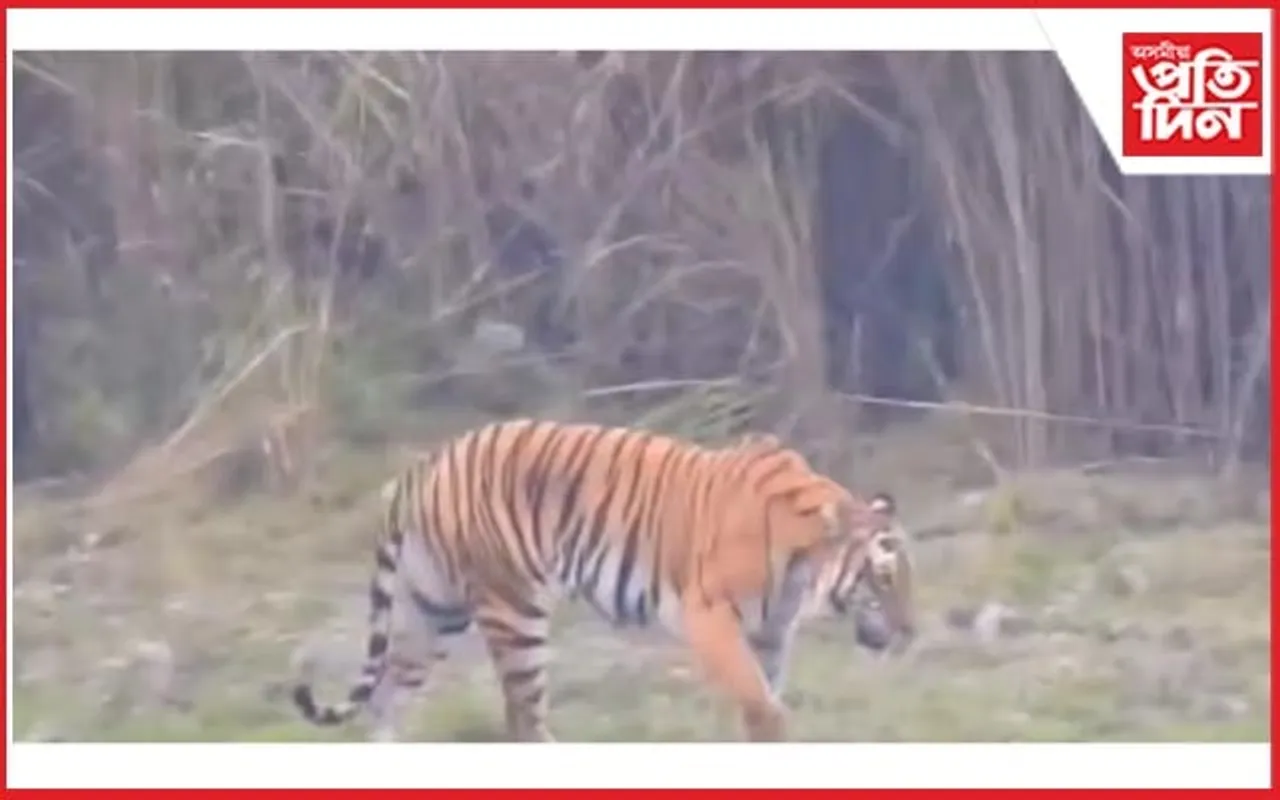 বোকাখাত যোগনীয়াত বাঘৰ আক্ৰমণত গুৰুতৰ ভাবে আহত এজন...