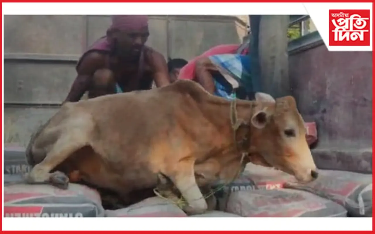 ধুবুৰীত চিমেণ্ট ভৰ্তি বাহনত চোৰাং গৰু উদ্ধাৰ : এজনক আটক