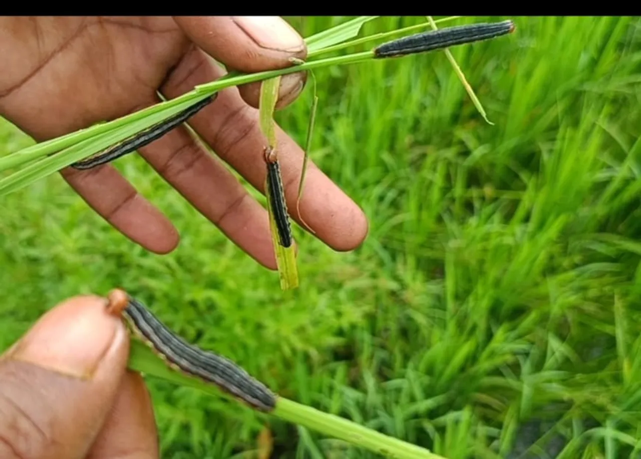 তুৰুং গাঁৱৰ খেতিপথাৰত পোকৰ উপদ্ৰৱ