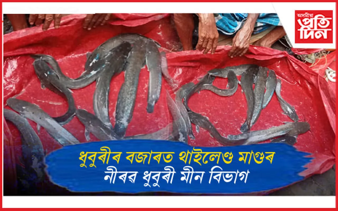 ১৮০ টকা কেজিত বিক্ৰী নিষিদ্ধ থাইলেণ্ড মাগুৰ...