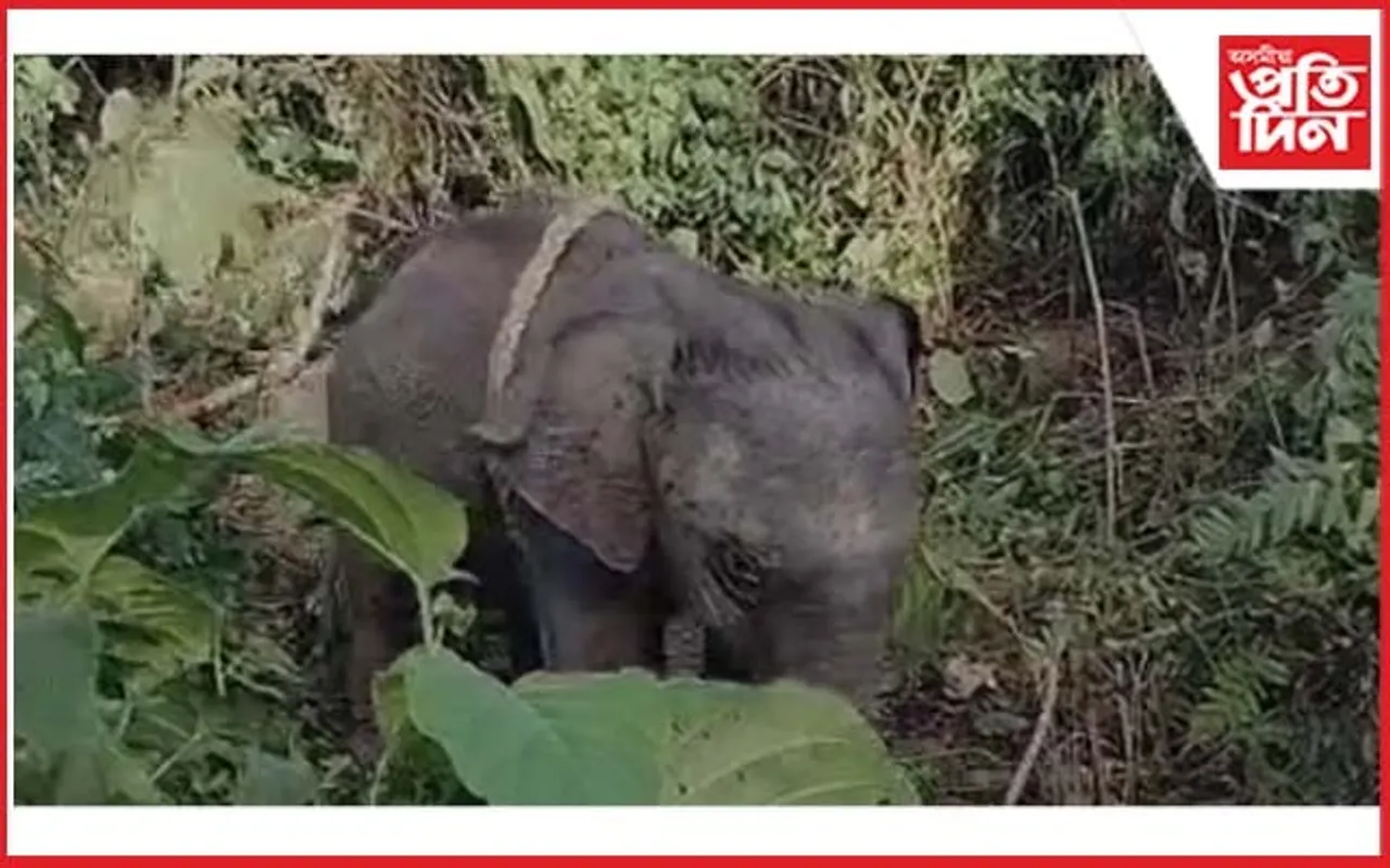 বিহালীৰ ভীমদঙাত হাতী পোৱালি উদ্ধাৰ...